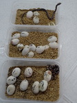 Corn Snakes hatching! Great excitement for the boys.