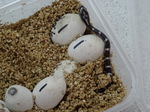 Corn Snakes hatching! Great excitement for the boys.