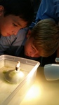 Year 8 Science - Photosynthesis - collecting oxygen